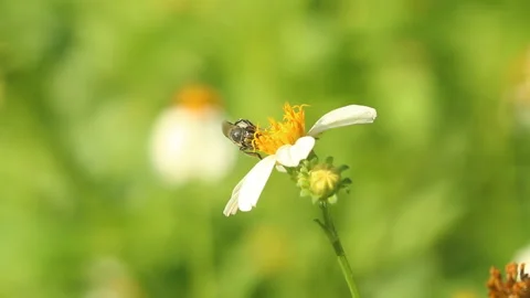 Bee eating pollen of flower in the field, Chiangmai province Thailand. Stock Footage 170234583