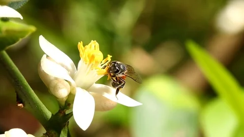 Bee eating  pollen of  grass flower Stock Footage 88012980