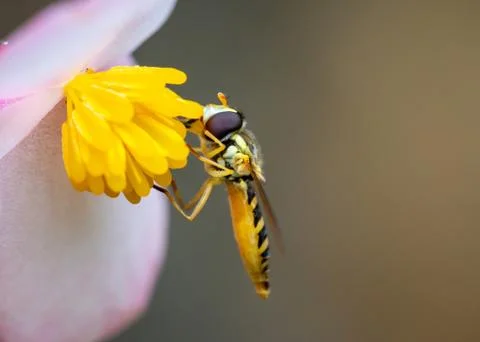 Bee eating pollen 写真素材