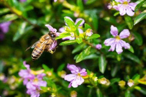 Bee eating pollen Photos