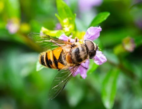 Bee eating pollen Stock Photos