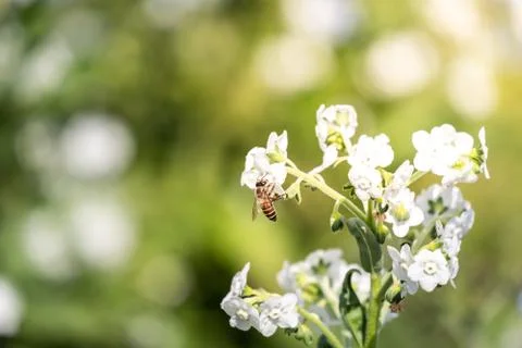 Bee eating pollen Stock Photos