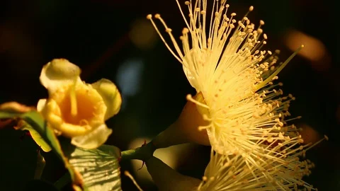 Bee eating pollen of rose apple flower on the tree, Chiangmai Thailand Stock Footage 128210991