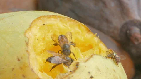 Bee eating rip mango. Video stock 326331827