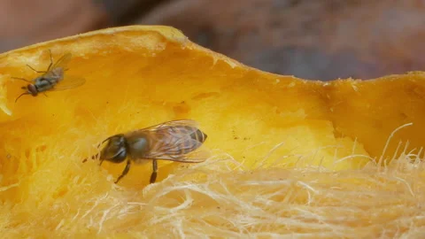 Bee eating rip mango. Video stock 326332622