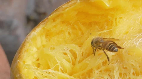 Bee eating rip mango. Stock Footage 326333636