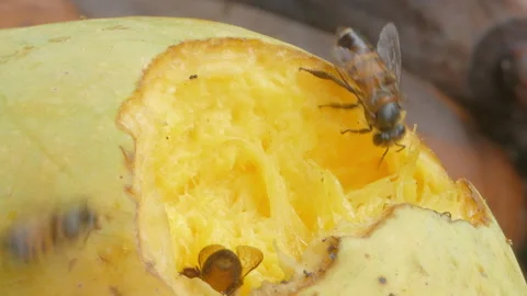 Bee eating rip mango. Stock Footage 326335520
