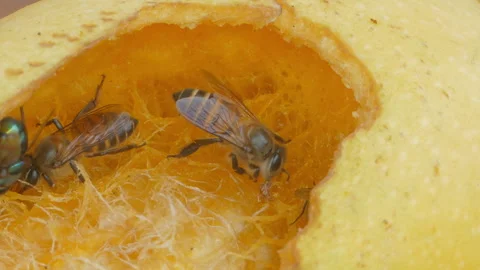 Bee eating rip mango. Video stock 326336297