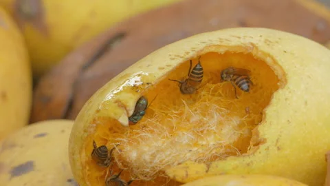 Bee eating rip mango. Stock-Footage 326336663