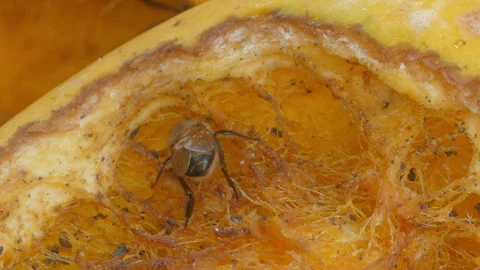 Bee eating rip mango. Stock Footage 326336994