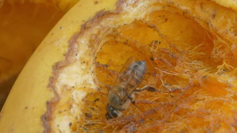Bee eating rip mango. Stock Footage 326337332
