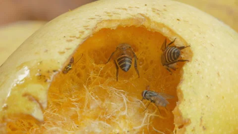 Bee eating rip mango. Stock-Footage 326337827