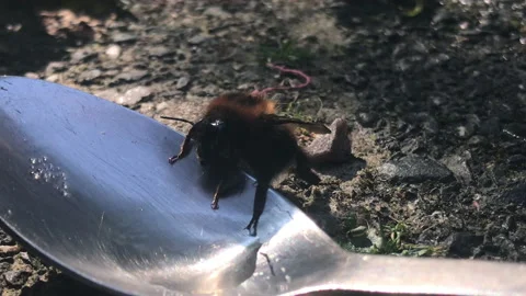 Bee eating sugar on a spoon 1 Stock Footage 161921306
