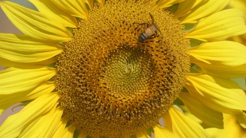 Bee eating sunflower pollen Stock Footage 92317499