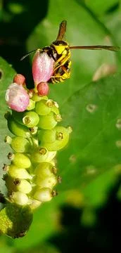 Bee eating time Stock Photos