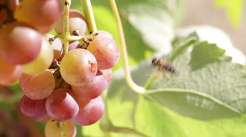 Bee eats the grapes. Stock-Footage 67570229