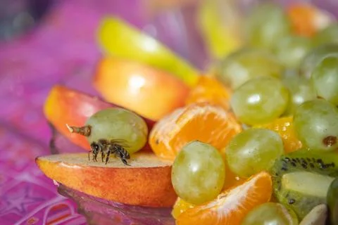 A bee eats juicy fruits on a rustic table, flooded with sunny spring light. Stock Photos