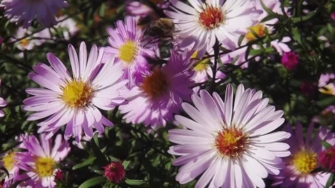 Bee eats on Michaelmas daisis (Aster novae-belgii) Stock Footage 96237034