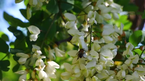 A bee eats nectar on an acacia flower. 動画素材 155808566