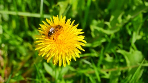 A bee eats nectar on a dandelion flower Stock-Footage 154703390