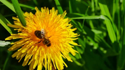 A bee eats nectar on a dandelion flower. Video stock 154807988