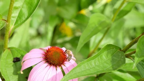The bee eats nectar on a flower. Stockbeeldmateriaal 117228299