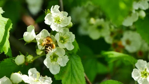 A bee eats nectar on a flowering tree 스톡 동영상 154702715