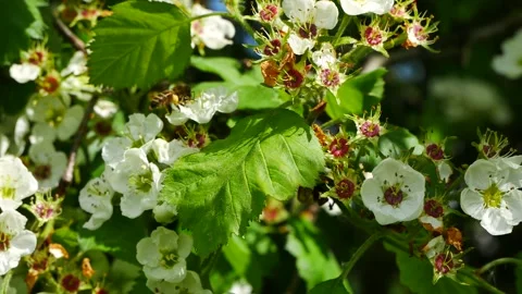 A bee eats nectar on a flowering tree. Vídeos de archivo 154702950