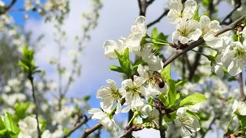 A bee eats nectar from a flowering tree. Stock Footage 308847197