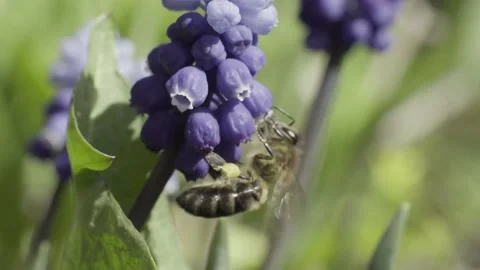 The bee eats the nectar of flowers Video stock 145771495