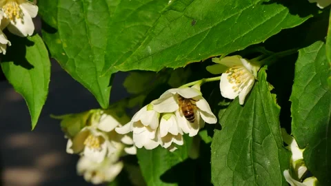 A bee eats nectar on a jasmine flower. 스톡 동영상 155808553