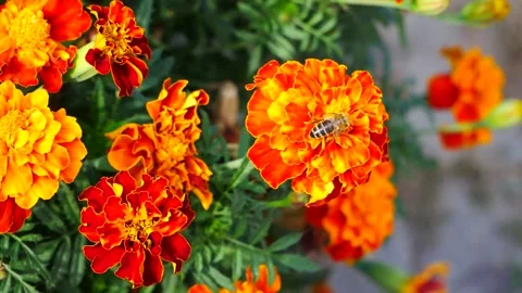 A bee eats nectar on marigold flowers. 動画素材 314364984