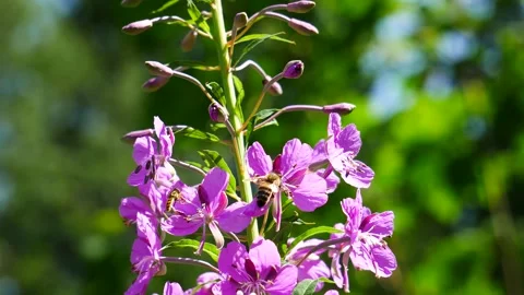A bee eats nectar on a pink flower. 스톡 동영상 312979093