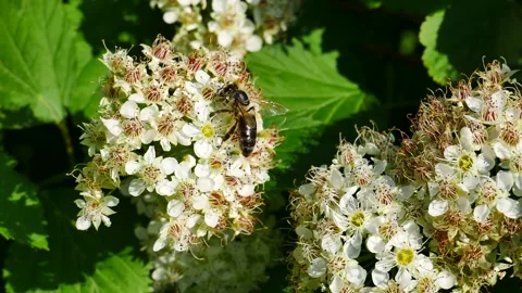 A bee eats nectar on a white flower. 스톡 동영상 155808537