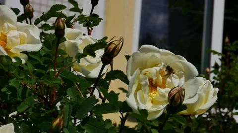 A bee eats nectar on a white flower Video stock 167018410
