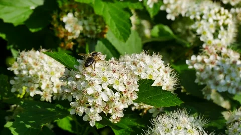 A bee eats nectar on a white flower. Vídeo Stock 167018434