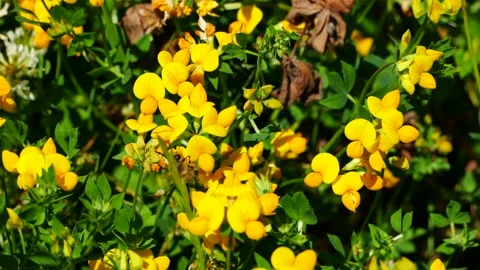 A bee eats nectar on yellow meadow flowers. Video stock 155890207