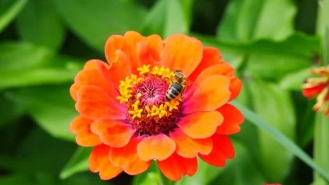 A bee eats nectar on a zinnia flower. 스톡 동영상 315384989