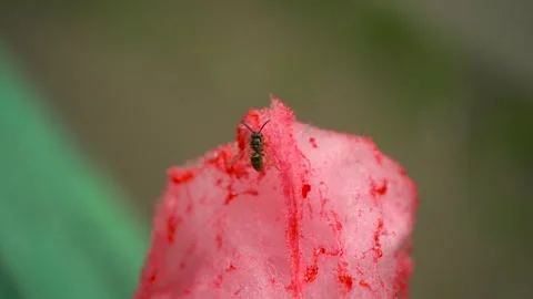 The bee eats pink candyfloss. The bee sits on cotton candy. Stockbeeldmateriaal 248239225