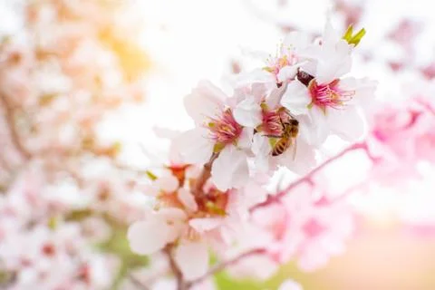 Bee that eats pollen from almond flowers in Spring on Blurred background Stock Photos