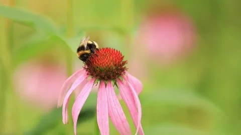 A bee eats pollen on a pink echinacea. Bee flies, small wind blows Stock Footage 203786928