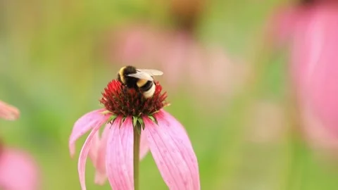 A bee eats pollen on a pink echinacea. Bee flies, wind blows Stock Footage 203786930