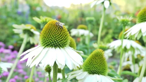 A bee on an Echinacea flower Stock Footage 207083216