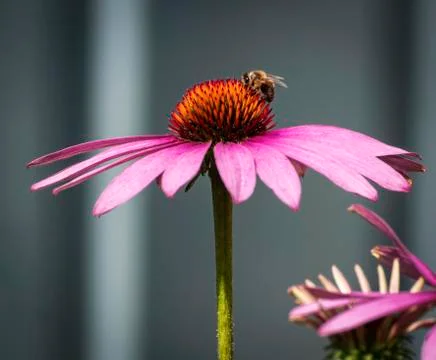 Bee on echinacea flower Stock Photos