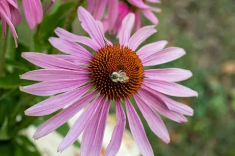 A bee on an echinacea flower Foto stock