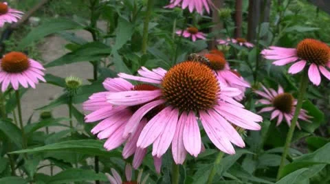 Bee on echinacea flowers 動画素材 11845332