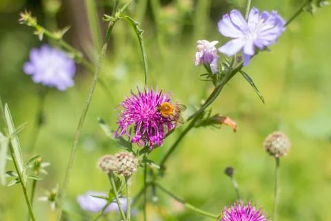 Bee on echinops.A bee collects nectar from meadow flowers Stock Photos