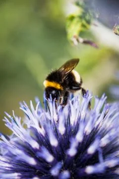 Bee on Echinops Stock-Fotos