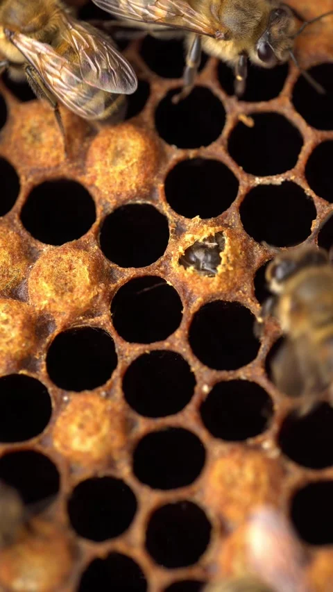Bee Egg, Larva, Cell capped, Pupa. Reproduction of bees Stock Footage 311044814