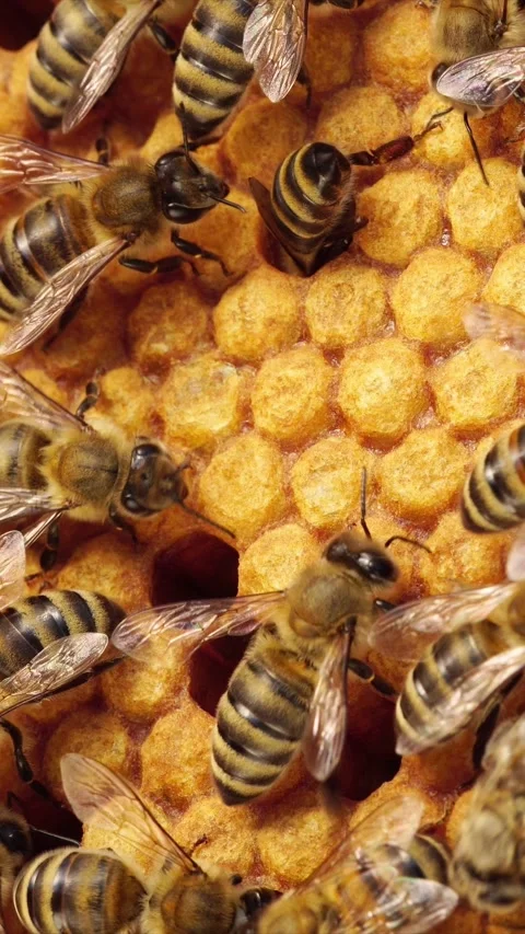 Bee Egg, Larva, Cell capped, Pupa. Reproduction of bees Stock Footage 311044886